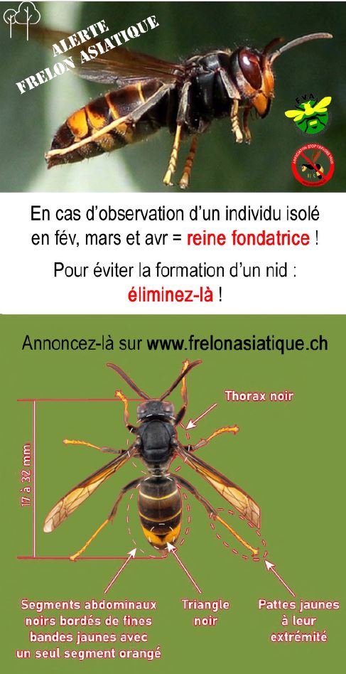 Frelan asiatique Printemps